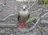 Galapagos 7-1-05 Genovesa Prince Philips Steps Red-footed Booby The highlight of the trip to Genovesa is seeing the red-footed booby because they are found only at the fringes of the Galapagos, with over 140,000 pairs on Genovesa. Red-footed boobies are all brown with the exception of red legs and feet and a light blue bill with a red base.